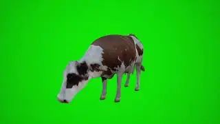 3D animation of a white brown cow animation green screen footage | 4K footages | GreenScreen Vfx