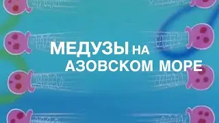 Медузы в Кирилловке