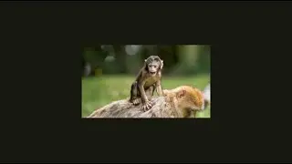 Image Zoom Effect | CSS Tutorial