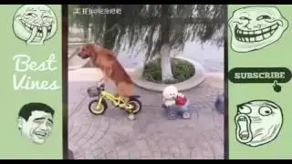 Try not to laugh Funny Dogs