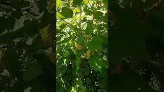 Белая смородина практически созрела!