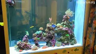 Живые кораллы для морского аквариума