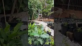 One rainy afternoon @seedtolife garden