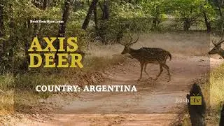 Bush TV - Axis Deer