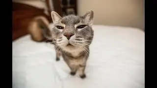 Why Does My Cat Hate Me ?