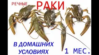 ГДЕ ЗИМУЮТ РАКИ