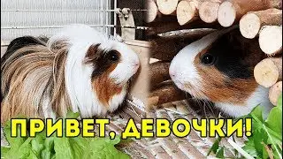 НОВЫЕ СВИНКИ ДЕВЧУЛИ 😍 ВСТРЕЧАЙТЕ – АНФИСА И ФИМА!