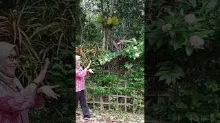Bunga ini Aneh # Bunga# Taman# Indah# Harum#hiburan