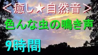 ＜癒し★自然音＞色んな虫の鳴き声【9時間】（2分ごとに鳴き声が変る） 夏の静かな夜（安らぎ・ﾘﾗｯｸｽ・ﾘﾌﾚｯｼｭ・ｽﾄﾚｽ解消・安眠・快眠・熟睡）