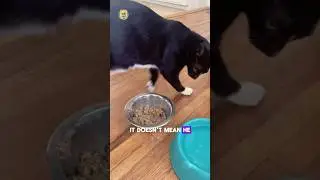 You're misunderstanding these Cat behaviors  