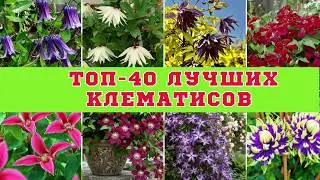 🌺 TOP 40 award-winning clematis and clematis that have conquered the world! 🏆 The best varieties ...