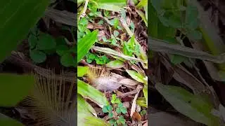Trip ko lang #shortvideo
