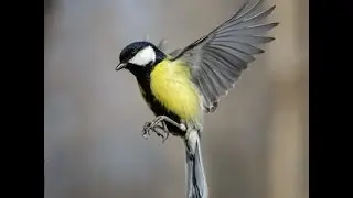 Птицы едят из кормушки в Slow Mo
