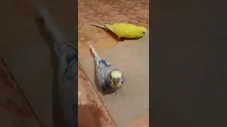 Где еда, там и мы