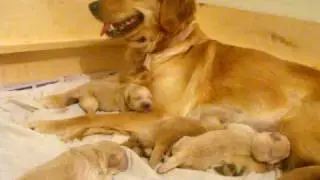 Newborn puppies