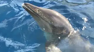Marineland FL Footage 12/15/19