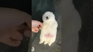 A Little Puppy #shorts