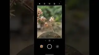 #mobilephotography #naturephotography #shortvideo #youtubeshorts