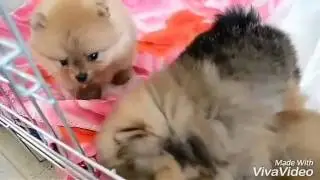 Наши малыши