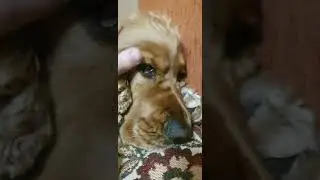 Английский спаниель Арчи проснулся