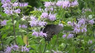 Swallowtail Butterfly collecting nectar