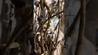 Казахстан Костанай Дачный Виноград Посылка из Крыма!