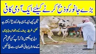 How to Sacrifice Animal|Qurbani krne ka Tareka|Method sacrificial animal|Hajj Live 2018