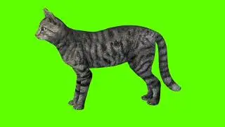 Green Screen Background Correcter In Cat #drinking   #animation #video  #youtube #greenscreen