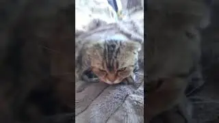уиииаи 
