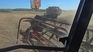 Harvesting Red Lentils