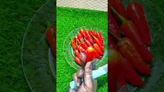 red Chili pepper #redchilli #chilli #pepper #spicy #sour #red #foodshorts #vegan #vegetables #shorts