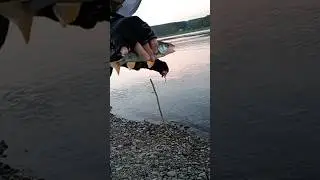 ОКУНЬ на ЗАКАТЕ