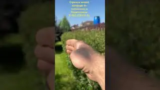 Кизильник, стрижка и исправление угла наклона