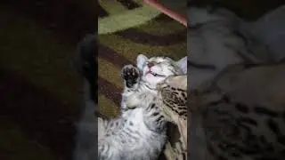 Kitten fight: Twitter and Shy are playing or Fighting