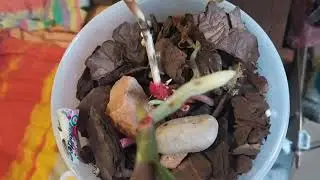 отделение от🦋 пенька💫, посадка детки орхидеи🌿☘️🍀