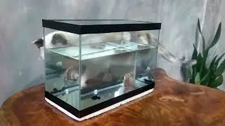 Galit na Galit sa Isda