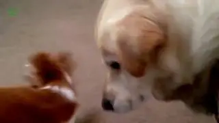 Funny dogs Chasing Their Tails