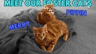 Meet Our New Foster Kittens 'Merry & Pippin' | Matt's Megabites