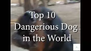 10 Dangerous Dogs #youtubeshorts