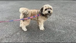HONEST Review USA Flag Dog Collar And Leash UVONOKAY! ✅  #amazon  #amazonfinds