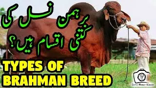 Types & Characteristics of Brahman Breed | Artificial Insemination of Brahman Bulls Urdu Documentary