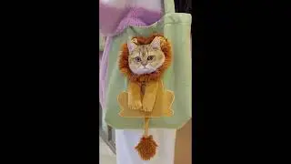 Смешной Кот в Сумке | Забавные Животные