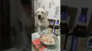Выбор лабрадора 🥩🍺 ?!