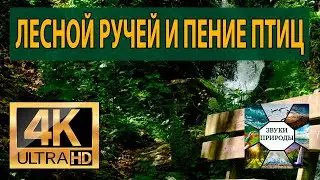 Лесной ручей и пение птиц Журчание ручья в лесу для отдыха  Звуки природы чтобы расслабиться