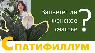 СПАТИФИЛЛУМ. Почему не цветет спатифиллум (