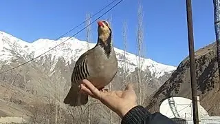 Кабки 4 Сола Чучапарвар 2021 Горная Куропатка Кеклик в Таджикистане 2021 Partridge Keklik Sesi