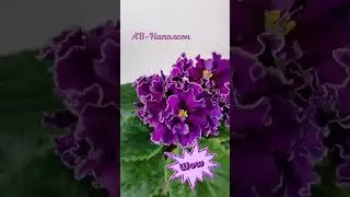 АВ-Наполеон 