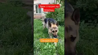 Овчарка спешит на помощь 