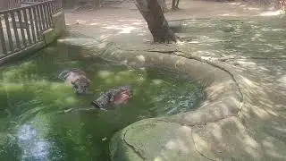Khao Kheow Open Zoo - обзор