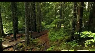 FREE FOREST NATURE 4K FOOTAGE.NON COPYRIGHT